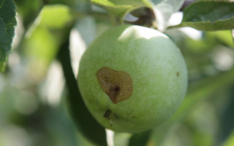 Bacterial cancer in the apple tree, its treatment