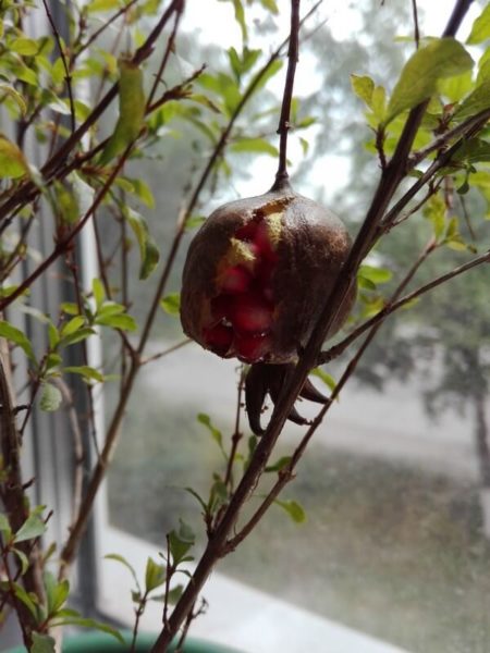 balcony pomegranate