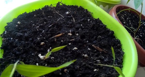 bamboo houseplant from seed