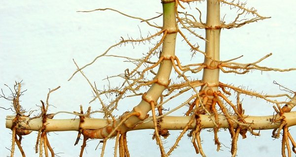 reproduktion av bambu inomhus