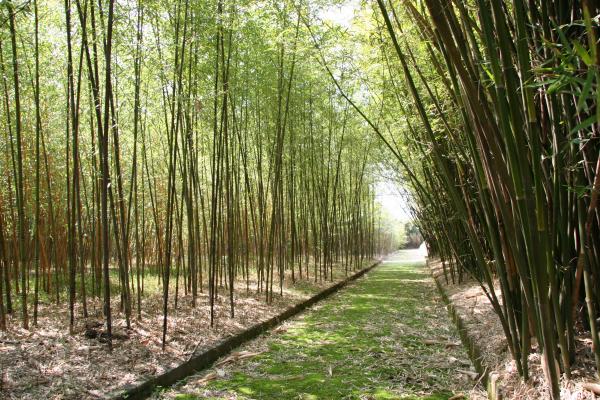 inomhus bambu