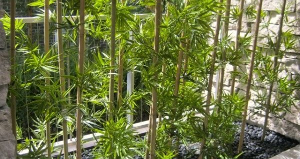 bambu lack inomhus växter