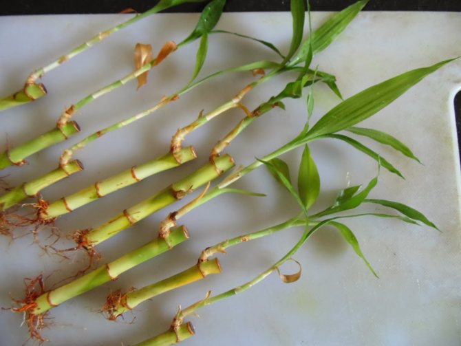 bambus la reproducere acasă