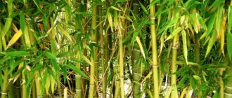 Бамбуци