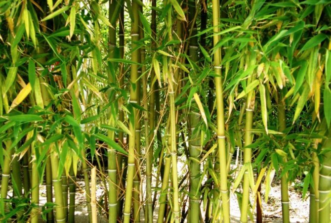 Bambusii