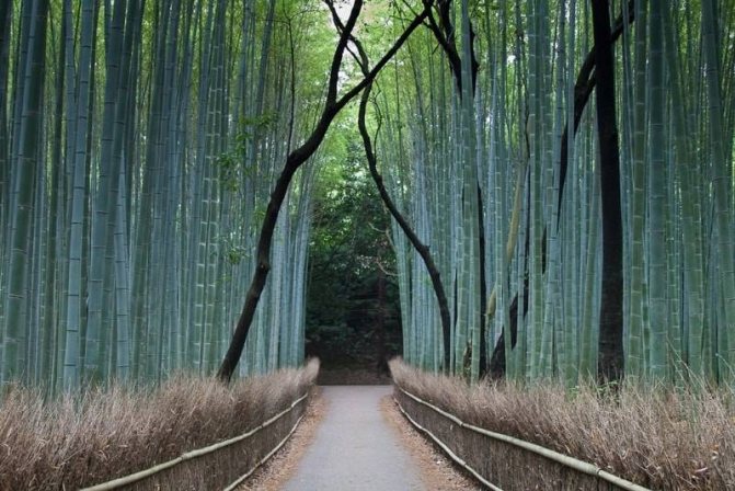 boschet de bambus