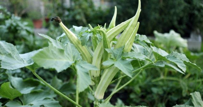 Okra: what is it and what is it eaten with? Varieties, planting and care, recipes