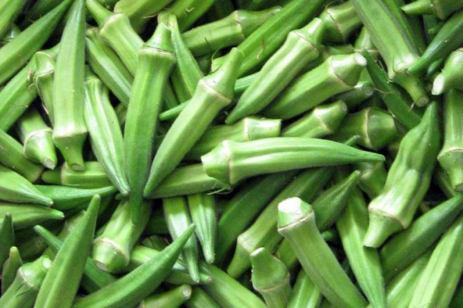 Okra: what is it and what is it eaten with? Varieties, planting and care, recipes