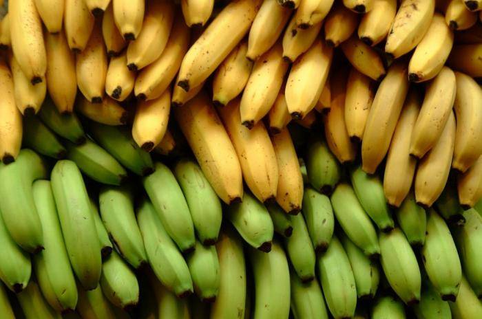 الموز عشب أو فاكهة