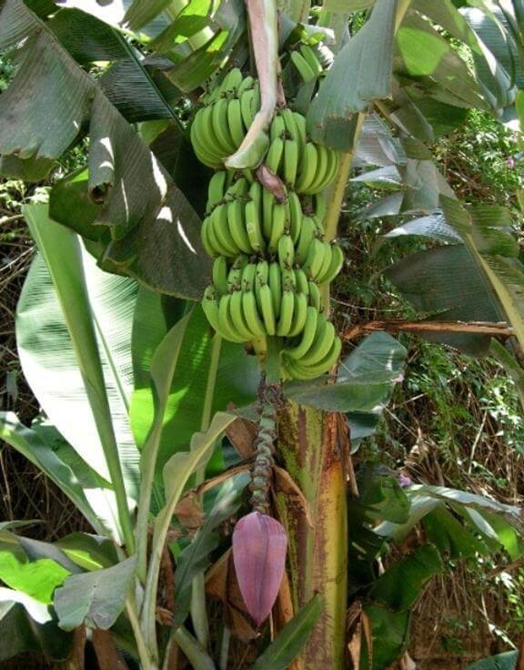 Bananpalmträd buskgräs