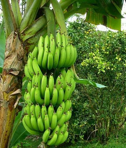 Är en banan ett bär eller en frukt?