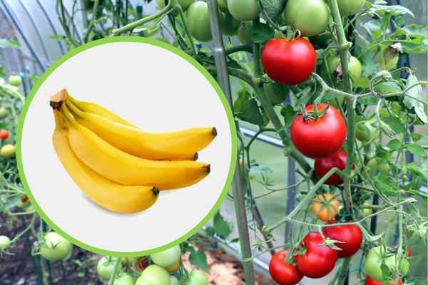 banana peel for tomatoes