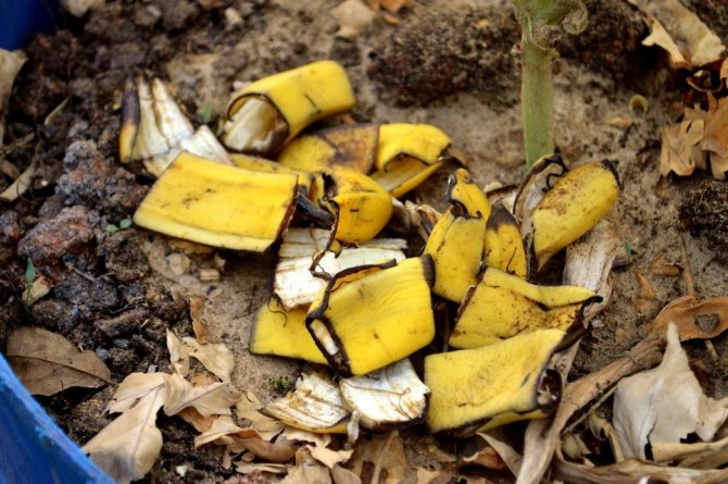 Бананова кора за оплождане на малини