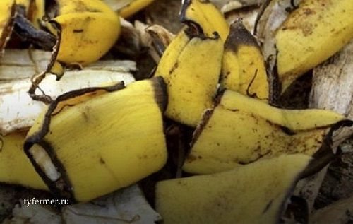 Kupas pisang sebagai baja untuk tanaman dalaman