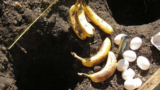 bananskal som ett gödningsmedel för trädgården