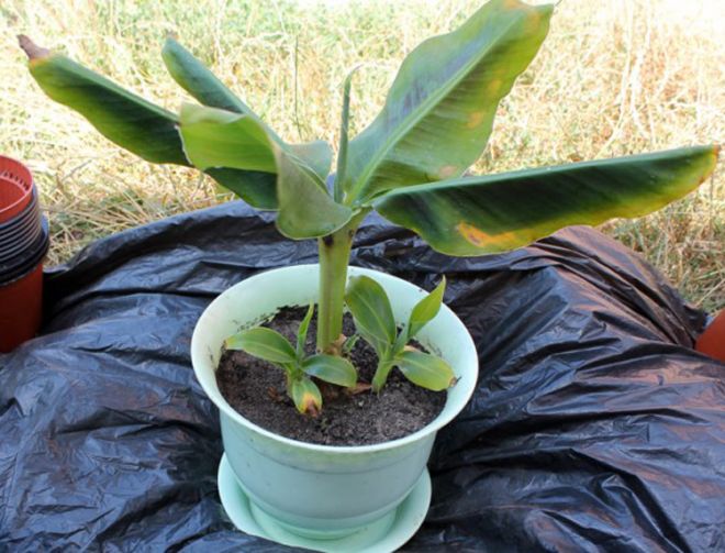 размножаване на бананово дърво от деца