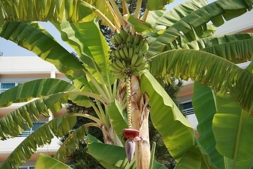 Banan träd