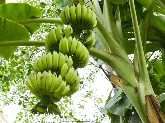 Banan träd