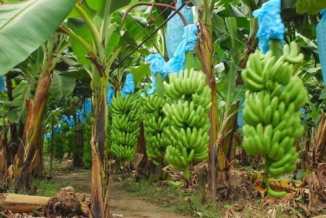 Pokok pisang