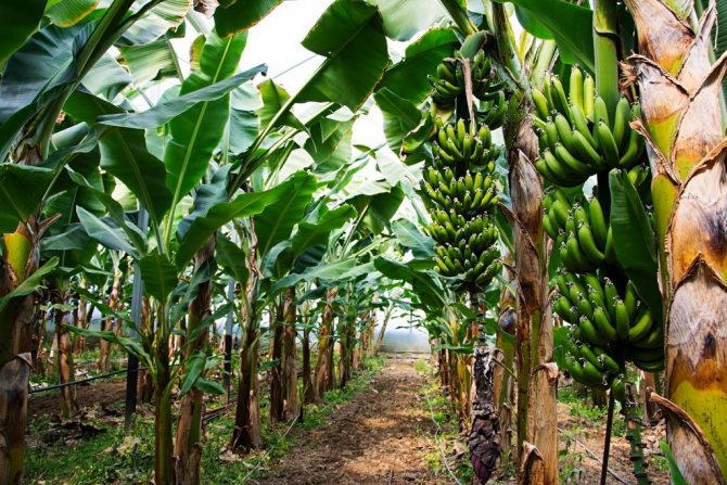 Bananenbäume