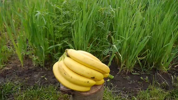 Bananenschalen als Dünger