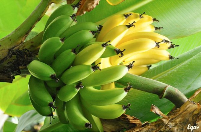 Banány na stromě