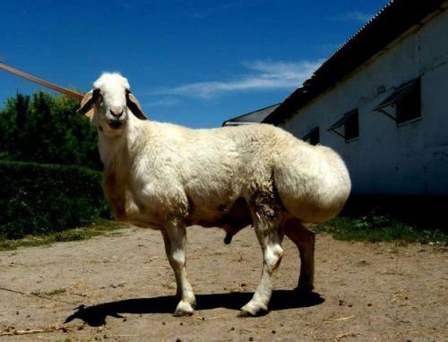 Овце с дебела опашка