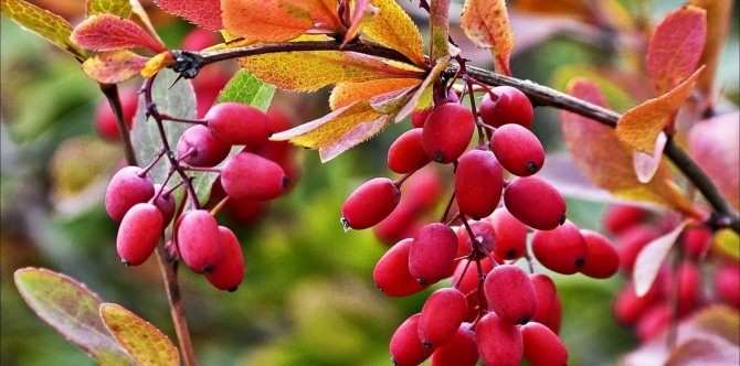 barberry on a tree branch