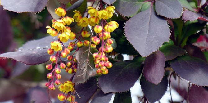 обикновен берберис в разцвет