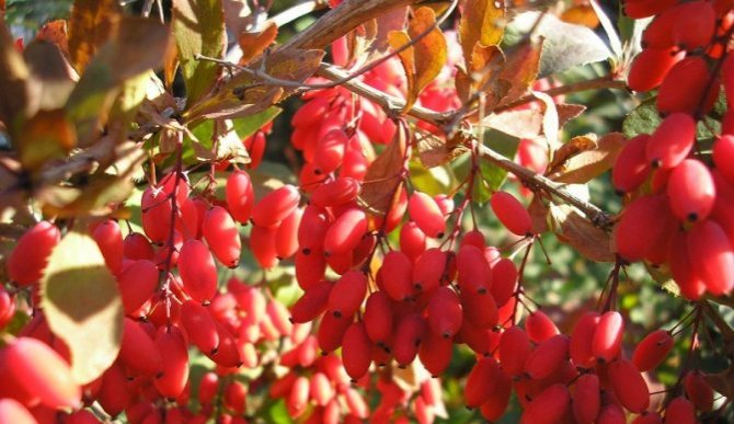 Barberry cultivation photo