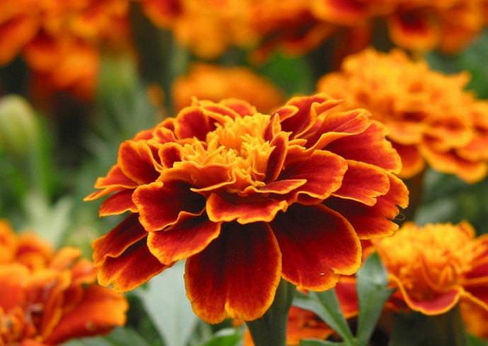 Marigold berbunga kecil - tanaman tahunan rendah