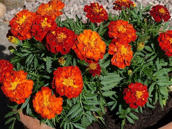 Marigolds from aphids