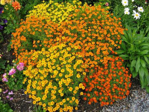 Marigolds: sowing, care, varieties. Growing marigolds: care and transplant
