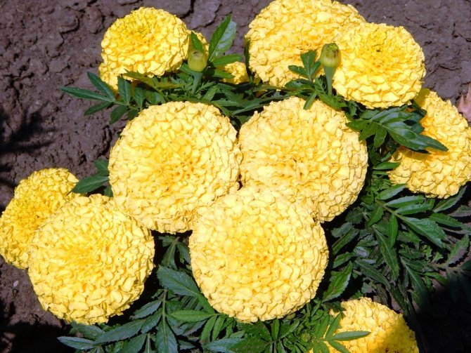 Marigolds: tumbuh dari biji