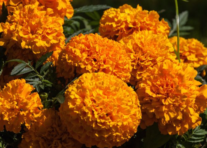 Marigolds: growing from seeds