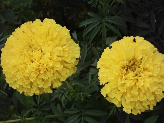 Marigolds: growing from seeds
