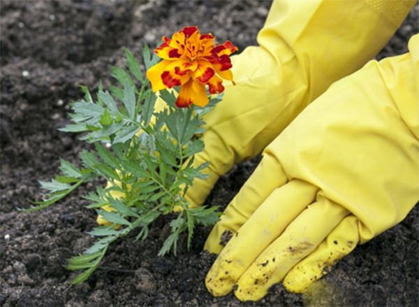Marigolds are planted in vegetable beds to repel pests of nightshade crops