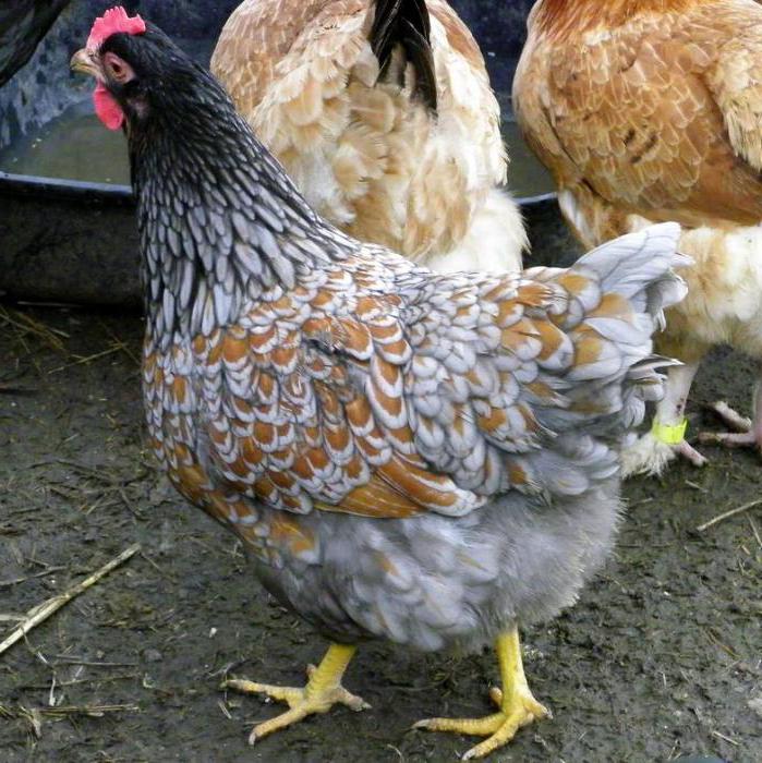Описание на холандските пилета Barnevelder