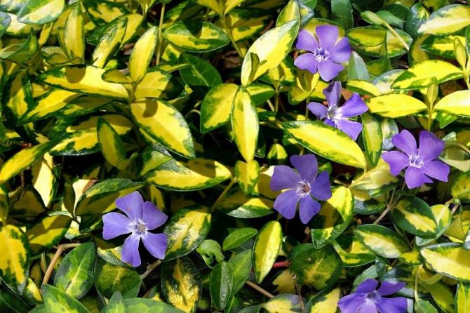 periwinkle in the landscape