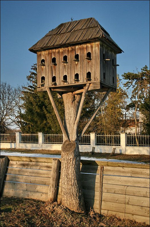 Tower dovecote on an old tree