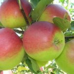 Bashkir beauty apple tree