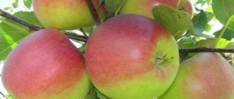Äppelträd för Bashkir skönhet