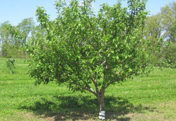Башкирска красота ябълково дърво снимка