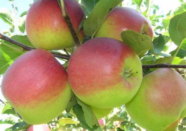 Äppelträd för Bashkir skönhet