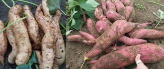 pěstování sladkých brambor ve středním pruhu
