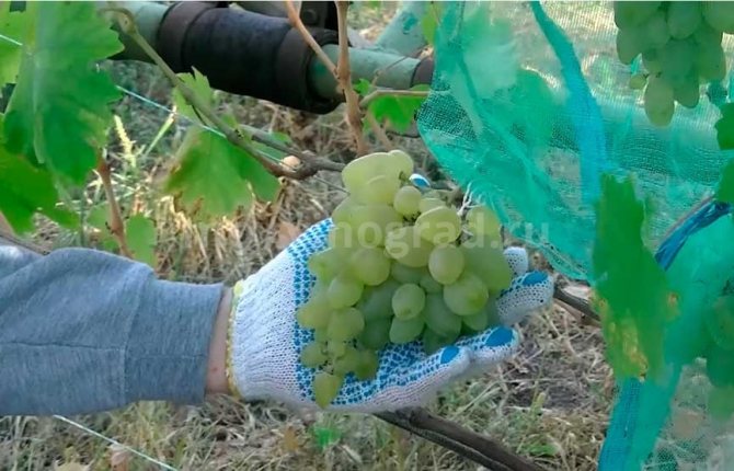 Bazhena grape variety photo