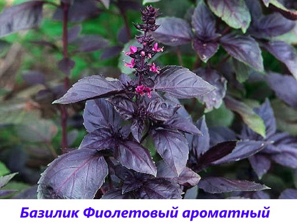 basil purple fragrant