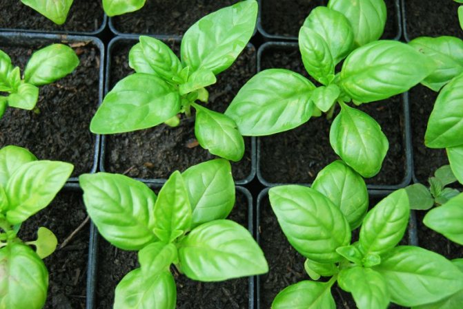 Basil in the third stage.