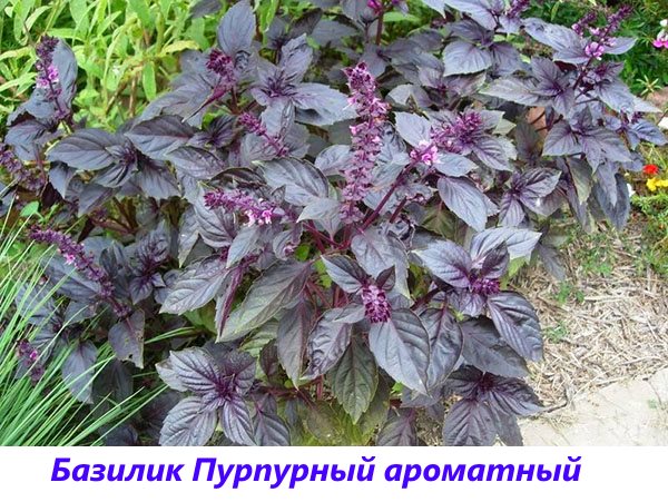 basil purple aromatic