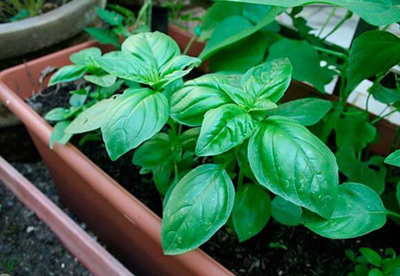 basil in a plastic container